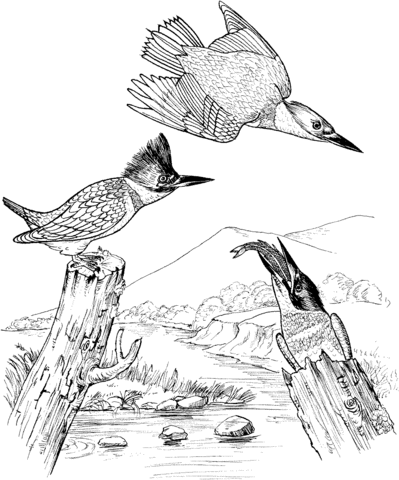 Belted Kingfisher Birds Coloring Page